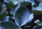 [Abiqua-Blu-Crinkles-Hosta.jpg]