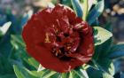 [Buckeye-Belle-peonia-erbace.jpg]