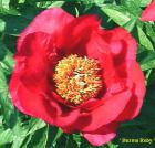 [Burma-Ruby-peonia-erbacea.jpg]