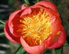 [Coral-n-Gold-peonia-erbacea.jpg]