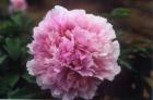 [Duchesse-de-Morny-peonia-ar.jpg]