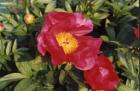 [Flame-peonia-erbacea.jpg]