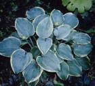 [Hosta-Blue-Flame..jpg]