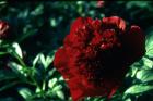 [Red-Charm-2-peonia-erbacea.jpg]