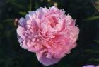 [Sarah-Bernardt-peonia-erbac.jpg]