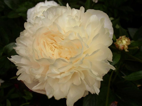 Peonia erbacea