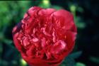 [Topeka-Coral-peonia-erbac.jpg]