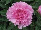 [Vivid-Rose-peonia-erbacea.jpg]