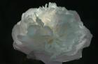 [camelliawhite_perbacea.jpg]