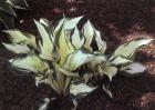 [fire-and-ice-Hosta.jpg]