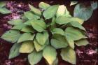 [goldstandard-Hosta.jpg]