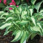 [hosta-allegan-fog-.jpg]