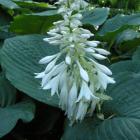 [hosta-sieboldiana-elega.jpg]