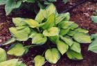 [inniswood-hosta.jpg]