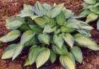 [june-hosta.jpg]