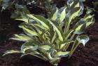 [little-cesa-hosta.jpg]