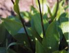 [maraschino-cherry-hosta.jpg]