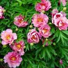 [paeonia_old_rose_dandy.jpg]