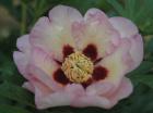 [pastelsplendor-peonia-inters.jpg]