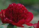 [redcharm3-peonia-erbacea.jpg]