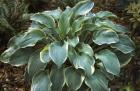 [regal-splendor-hosta.jpg]