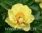 [seq-sunshine-peonia-Itoh.jpg]