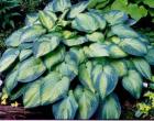 [tokud.aureoneb-hosta.jpg]